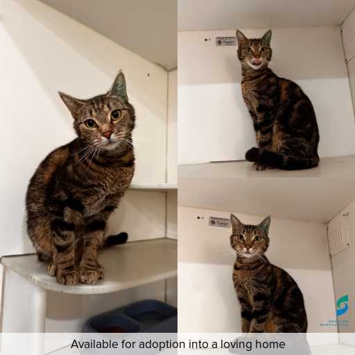 Photo of cat with ID of : C261022.