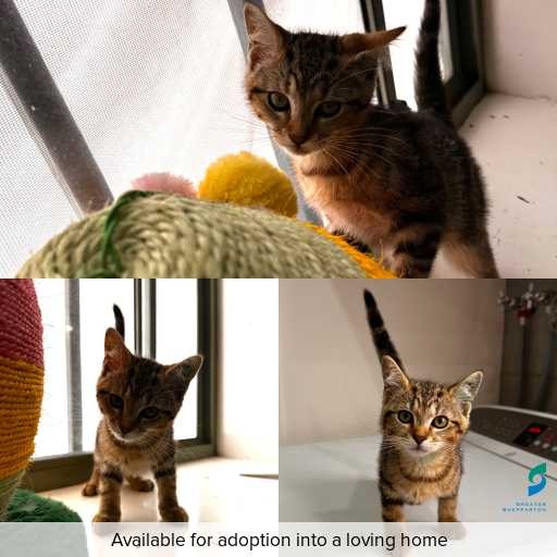 Photo of cat with ID of : C251294.