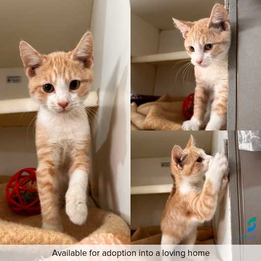 Photo of cat with ID of : C251343.