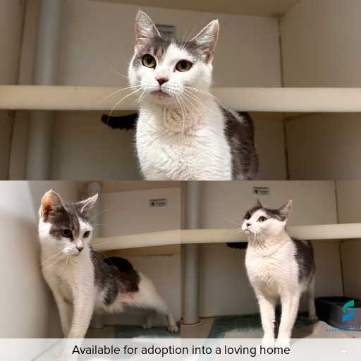 Photo of cat with ID of : C260011.