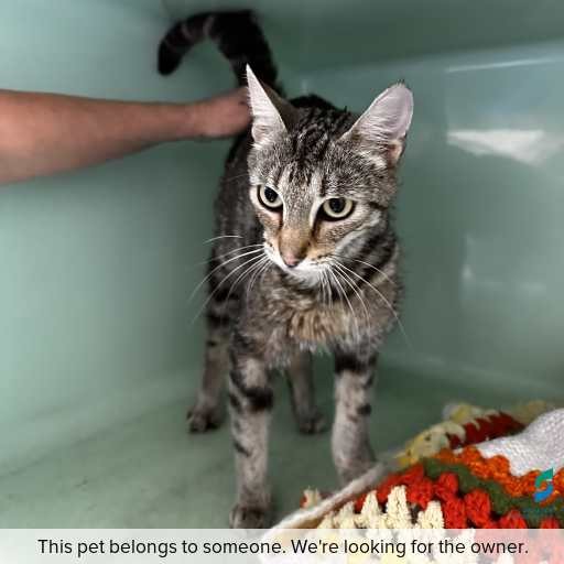 Photo of cat with ID of : C260017.