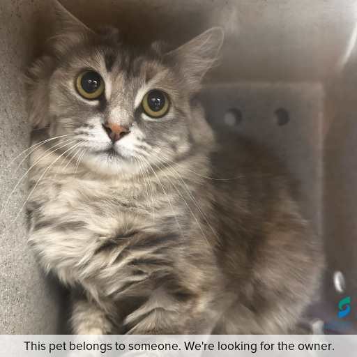 Photo of cat with ID of : C260042.