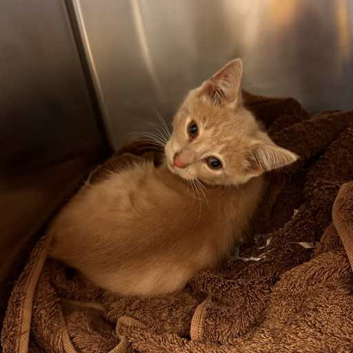 Photo of cat with ID of : C260059.