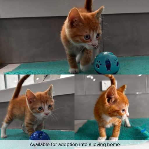 Photo of cat with ID of : C260090.