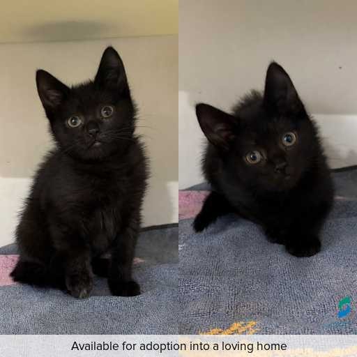 Photo of cat with ID of : C260100.