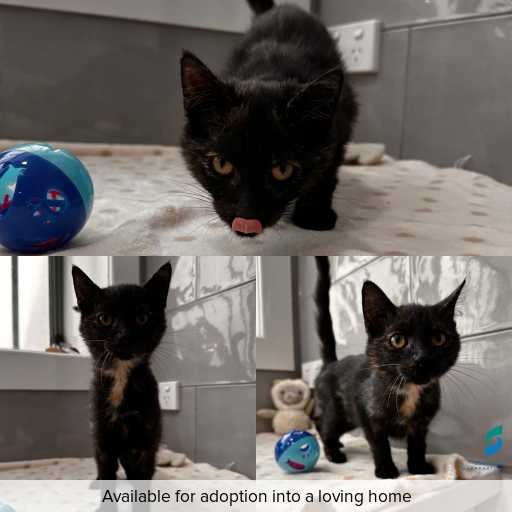 Photo of cat with ID of : C260103.