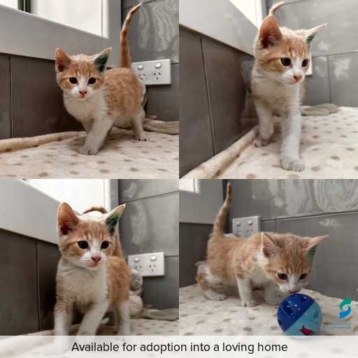 Photo of cat with ID of : C260122.