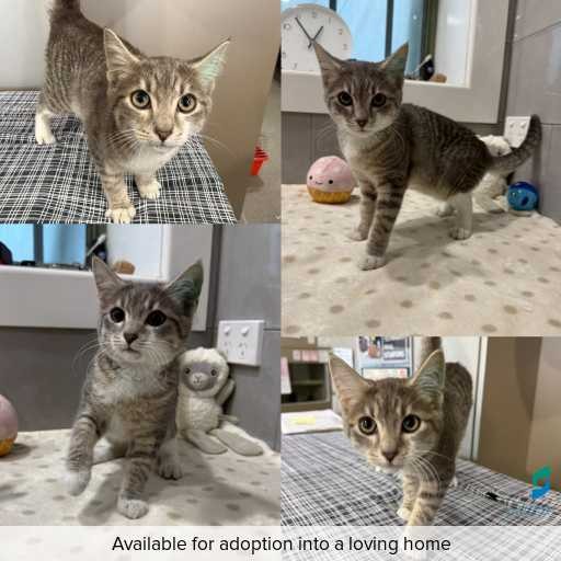 Photo of cat with ID of : C260137.