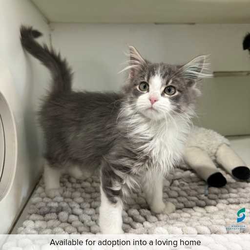 Photo of cat with ID of : C260164.