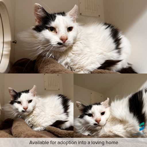 Photo of cat with ID of : C260167.