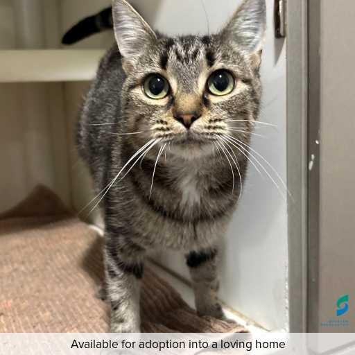 Photo of cat with ID of : C260194.