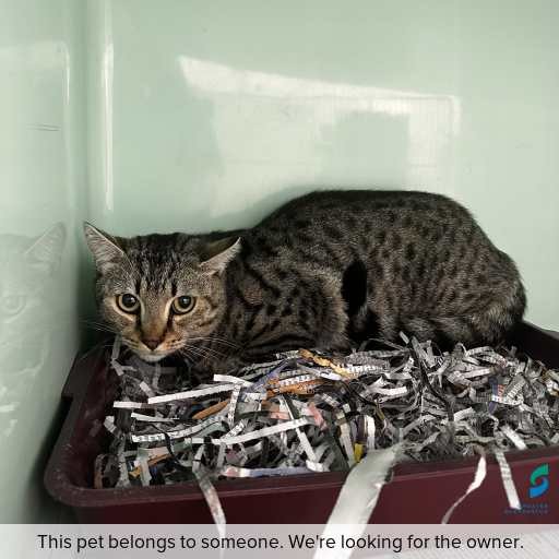 Photo of cat with ID of : C260205.