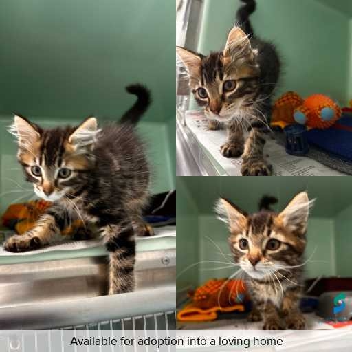 Photo of cat with ID of : C260228.