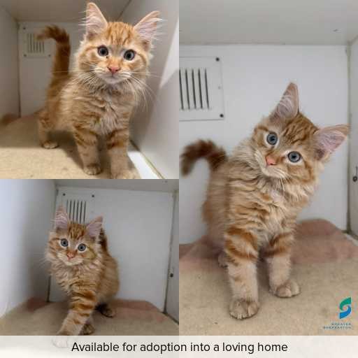 Photo of cat with ID of : C260271.