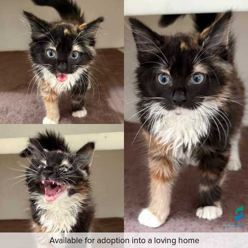 Photo of cat with ID of : C260272.