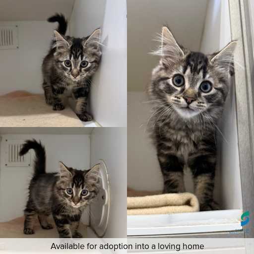 Photo of cat with ID of : C260273.