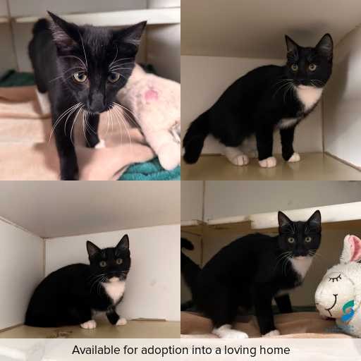 Photo of cat with ID of : C260280.