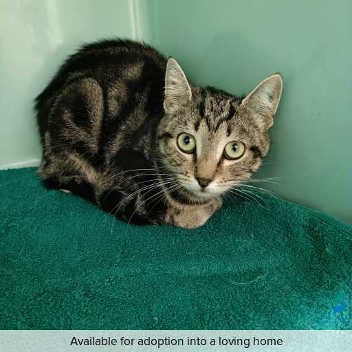 Photo of cat with ID of : C260305.