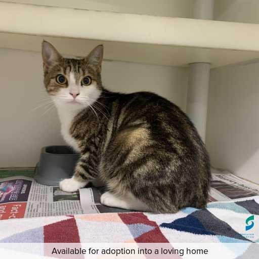 Photo of cat with ID of : C260311.