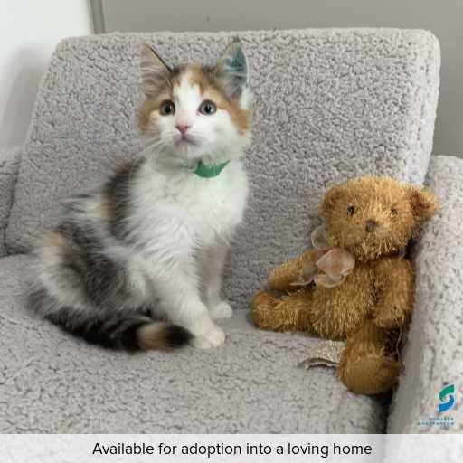 Photo of cat with ID of : C260312.