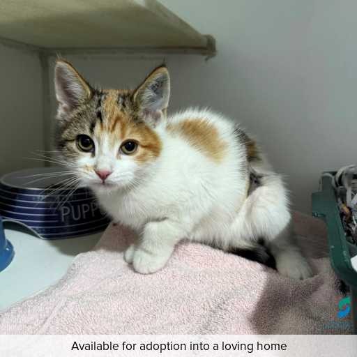 Photo of cat with ID of : C260314.