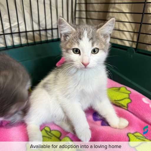 Photo of cat with ID of : C260315.