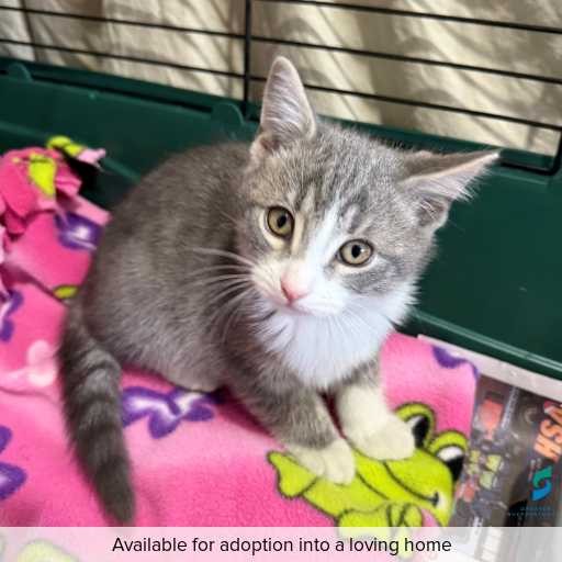Photo of cat with ID of : C260316.