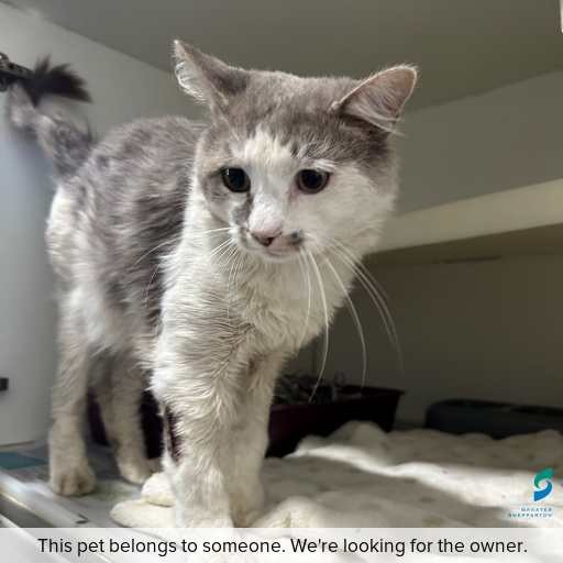 Photo of cat with ID of : C260333.