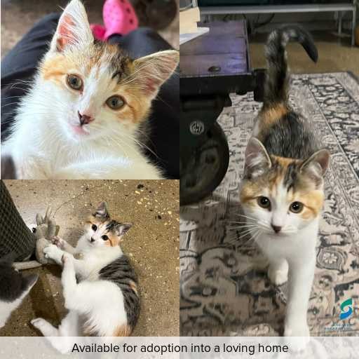 Photo of cat with ID of : C260336.