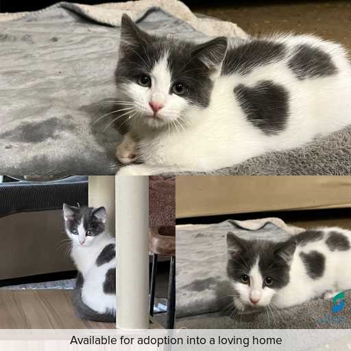 Photo of cat with ID of : C260337.