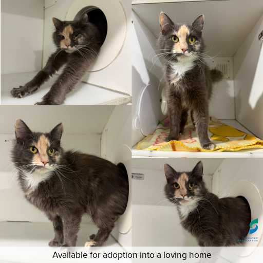 Photo of cat with ID of : C260345.