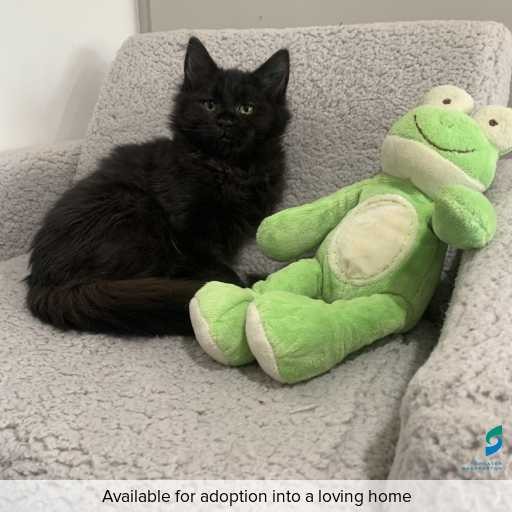 Photo of cat with ID of : C260351.