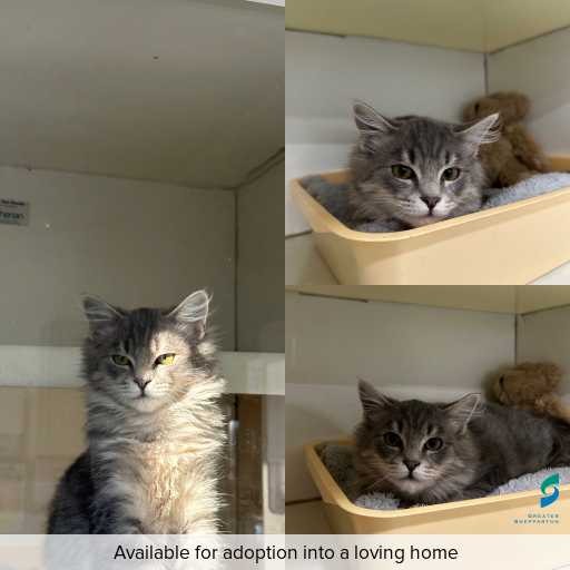 Photo of cat with ID of : C260552.