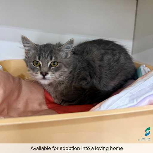 Photo of cat with ID of : C260352.