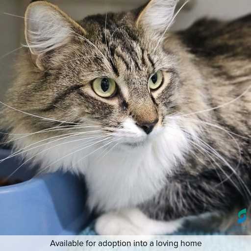 Photo of cat with ID of : C260355.