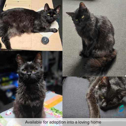 Photo of cat with ID of : C260369.