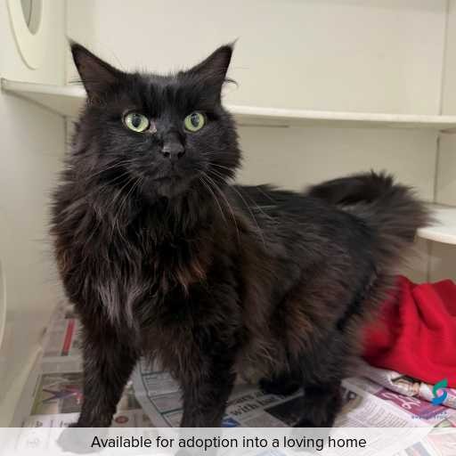 Photo of cat with ID of : C260373.