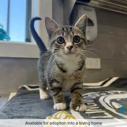 Photo of cat with ID of : C260377.