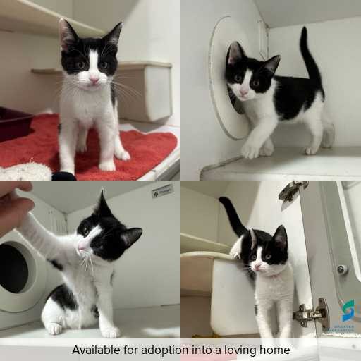 Photo of cat with ID of : C260400.