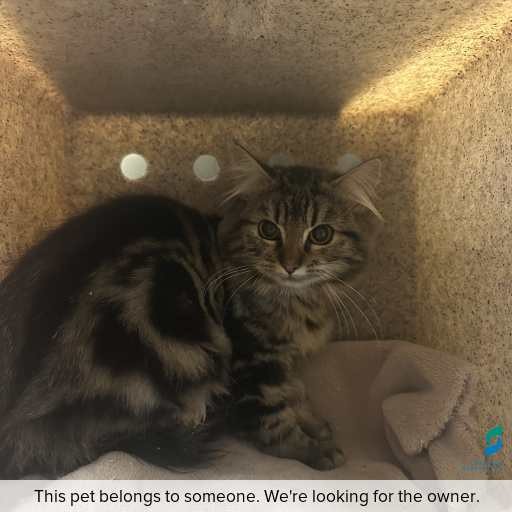 Photo of cat with ID of : C260410.