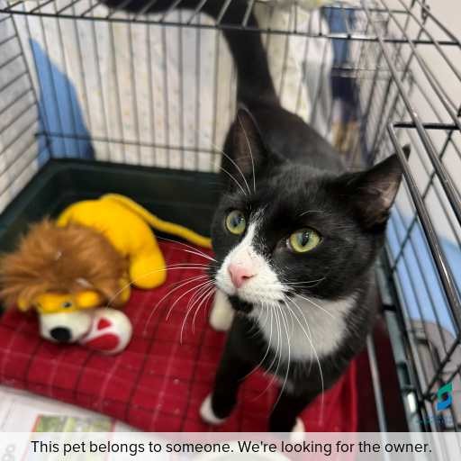 Photo of cat with ID of : C260432.