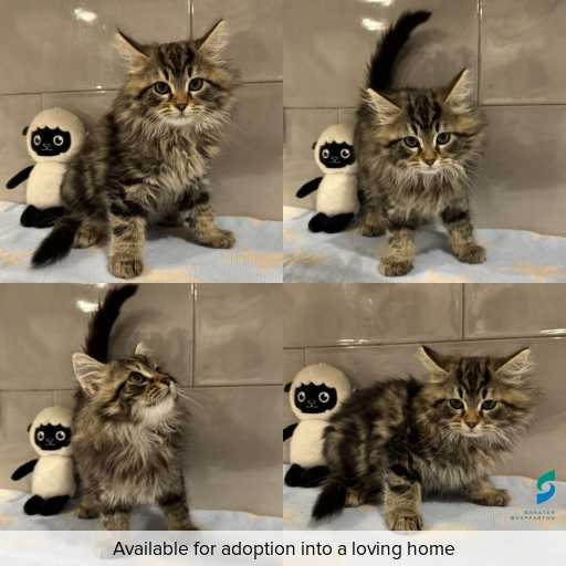 Photo of cat with ID of : C260433.