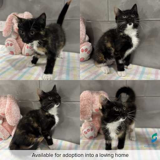 Photo of cat with ID of : C260435.