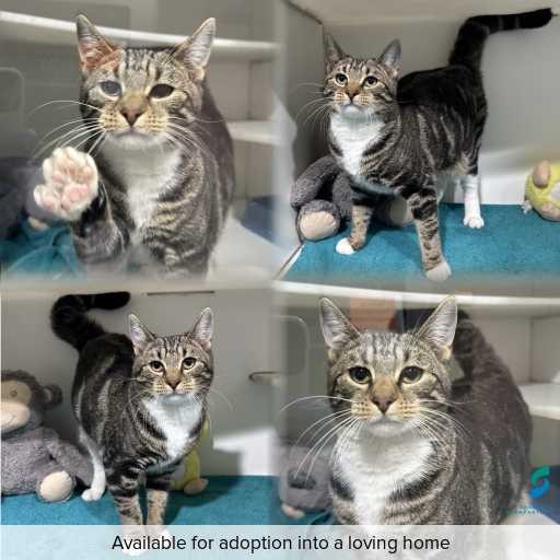 Photo of cat with ID of : C260474.