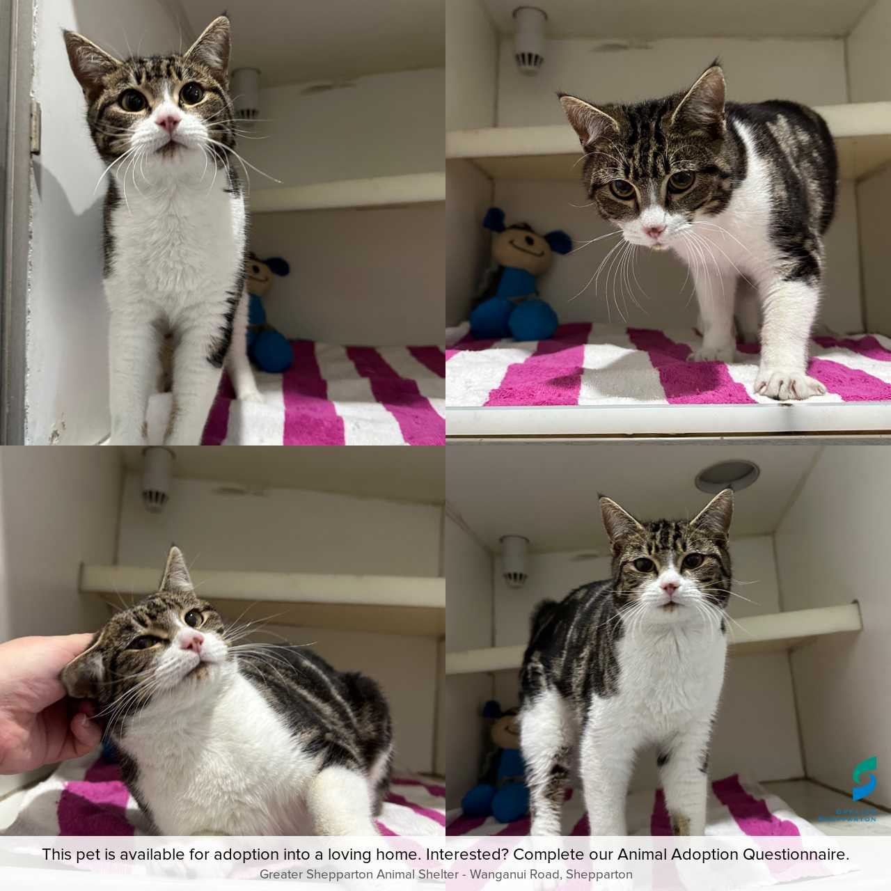 C260522 Arlo