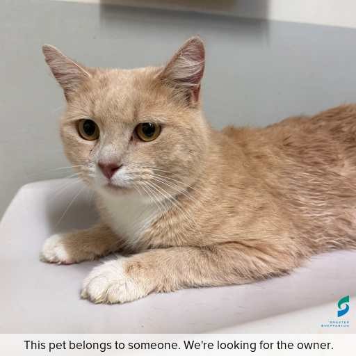 Photo of cat with ID of : C260523.