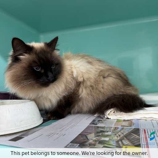 Photo of cat with ID of : C260524.