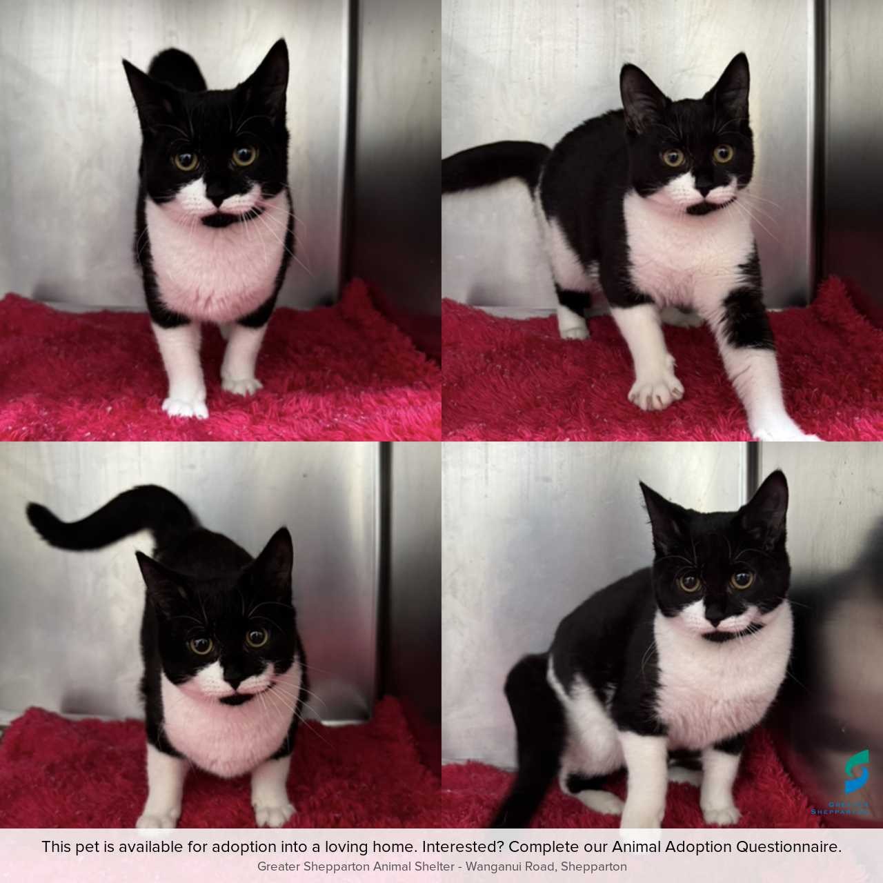 C260527 Oreo
