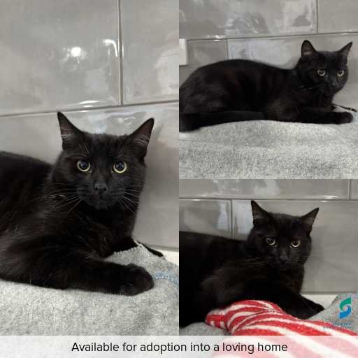 Photo of cat with ID of : C260541.