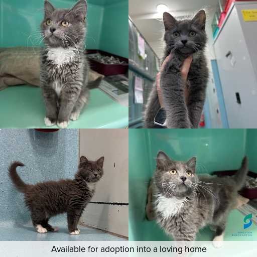 Photo of cat with ID of : C260544.